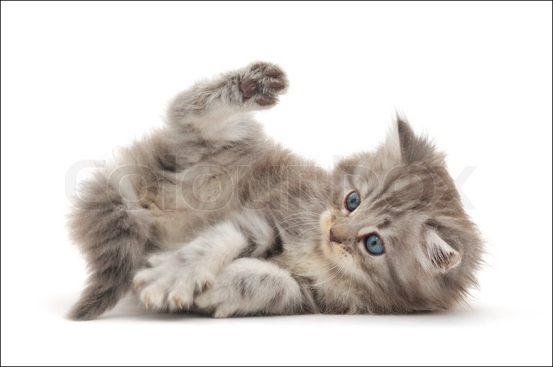 Right-size kitten w border